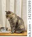 A tabby cat sitting down to drink water 142302899