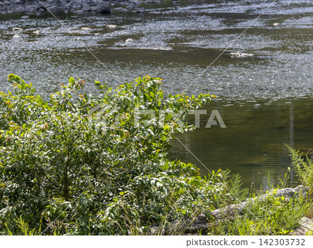 Riverbank plants and river scenery Riverbank plants and river scenery 142303732