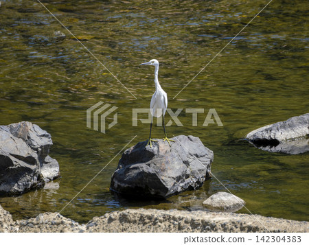 A little egret standing on a rock in the river A little egret standing on a rock in the river 142304383