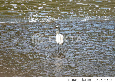 A beautiful bird scene: a white heron perched on the sparkling shallows of a river. A beautiful bird scene: a white heron perched on the sparkling shallows of a river. 142304388