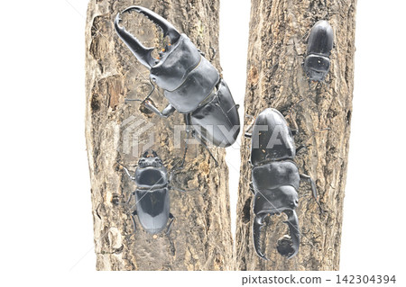 Palawan giant stag beetle Palawan giant stag beetle 142304394