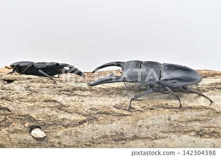 Palawan giant stag beetle Palawan giant stag beetle 142304398