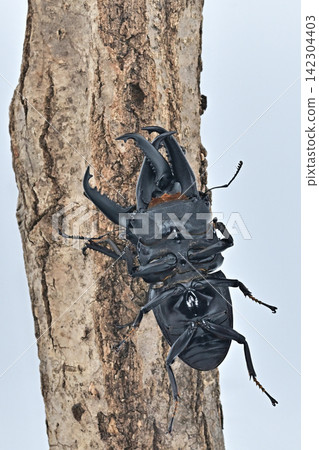 Palawan giant stag beetle Palawan giant stag beetle 142304403