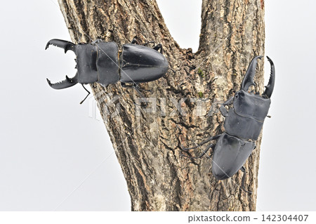 Palawan giant stag beetle Palawan giant stag beetle 142304407
