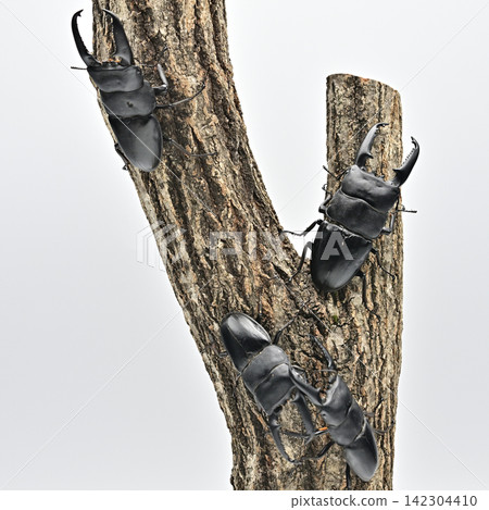 Palawan giant stag beetle Palawan giant stag beetle 142304410