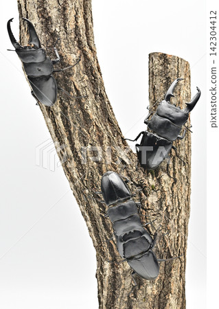 Palawan giant stag beetle Palawan giant stag beetle 142304412