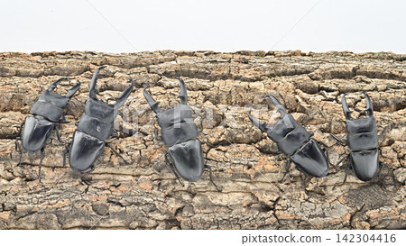 Palawan giant stag beetle Palawan giant stag beetle 142304416