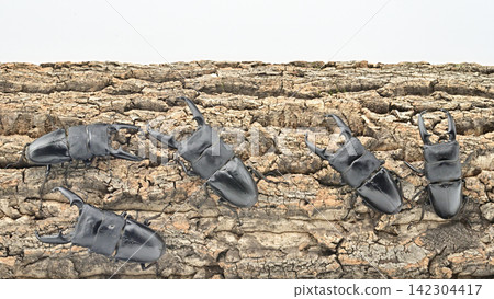 Palawan giant stag beetle Palawan giant stag beetle 142304417