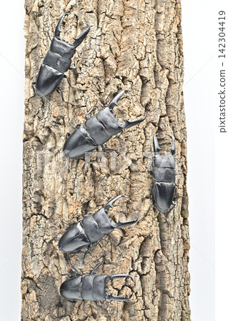 Palawan giant stag beetle Palawan giant stag beetle 142304419