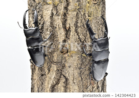 Palawan giant stag beetle Palawan giant stag beetle 142304423