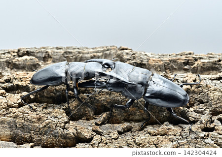 Palawan giant stag beetle Palawan giant stag beetle 142304424