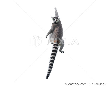lemur isolated on white background lemur isolated on white background 142304445