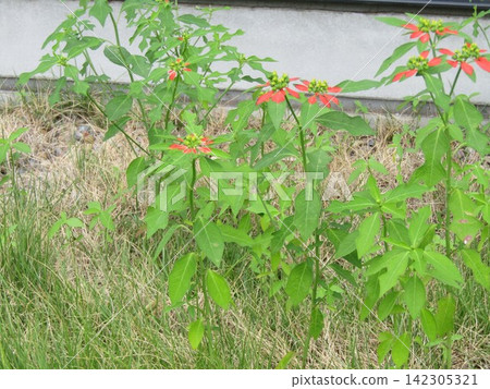 夏季一品紅的美麗葉子,又稱一品紅 夏季一品紅的美麗葉子,又稱一品紅 142305321
