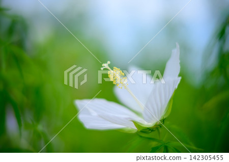 白芙蓉 白芙蓉 142305455