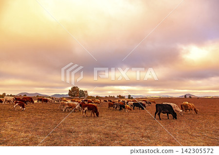 Cattle herd grazing in morning light, Bashang Grassland, Hebei, China autumn landscape Cattle herd grazing in morning light, Bashang Grassland, Hebei, China autumn landscape 142305572