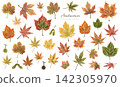 A set of rough, hand-drawn watercolor elements featuring maple and Japanese maple leaves. 142305970