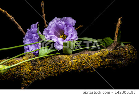 Purple Eustoma Flowers On Mossy Tree Branch Isolated On Black Purple Eustoma Flowers On Mossy Tree Branch Isolated On Black 142306195