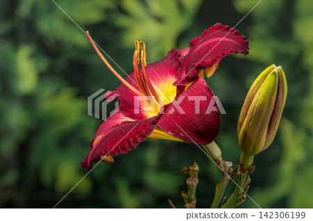 Vibrant Burgundy Daylily Flower with Yellow Center and Bud Vibrant Burgundy Daylily Flower with Yellow Center and Bud 142306199