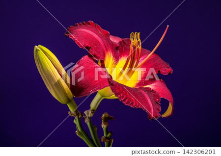 Vibrant Burgundy Daylily Flower on Studio Purple Background Vibrant Burgundy Daylily Flower on Studio Purple Background 142306201