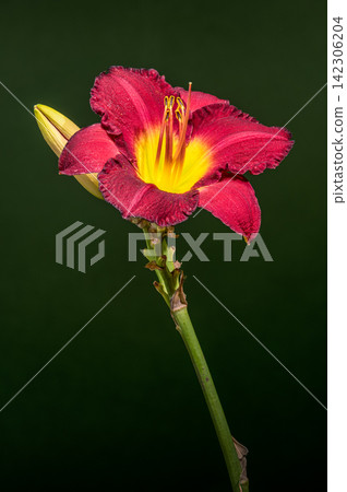 Vibrant Burgundy Daylily Flower on Dark Green Background Vibrant Burgundy Daylily Flower on Dark Green Background 142306204