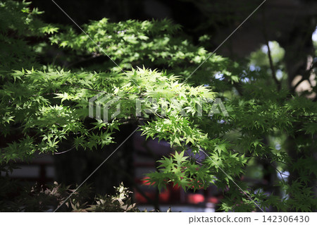 A maple tree with lush green leaves, bathed in the early summer sunshine. A maple tree with lush green leaves, bathed in the early summer sunshine. 142306430