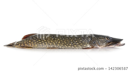 Northern pike in studio Northern pike in studio 142306587