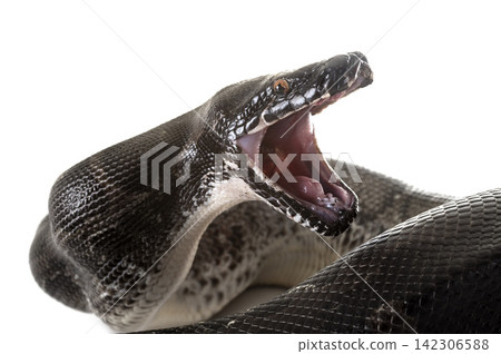 Python curtus in studio Python curtus in studio 142306588