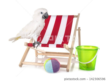 White cockatoo in studio 142306596