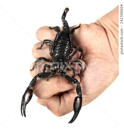 heterometrus spinifer in studio heterometrus spinifer in studio 142306604