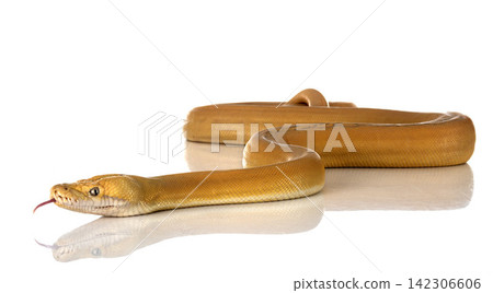 Reticulated python in studio Reticulated python in studio 142306606