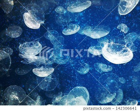 療癒系畫面:水母在深海中漂浮,周圍環繞著氣泡。 療癒系畫面:水母在深海中漂浮,周圍環繞著氣泡。 142306641