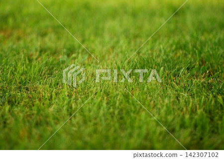 High angle closeup of a vibrant fresh green grass lawn turf with selective focus High angle closeup of a vibrant fresh green grass lawn turf with selective focus 142307102