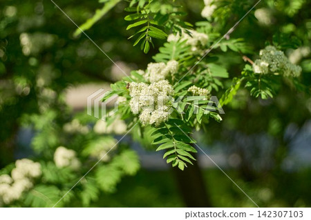Detailed close up of fresh white flower clusters of a blooming rowan tree or mountain ash branch with green leaves 142307103