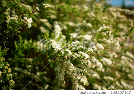 Close up shot of a blooming white spirea branch covered with small delicate flowers Close up shot of a blooming white spirea branch covered with small delicate flowers 142307107