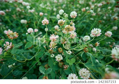 Wild Trifolium Shrub Flowers Backdrop for Organic Branding Wild Trifolium Shrub Flowers Backdrop for Organic Branding 142307153
