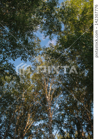 Low angle view of tall birch tree with green foliage against blue sky. Low angle view of tall birch tree with green foliage against blue sky. 142307776
