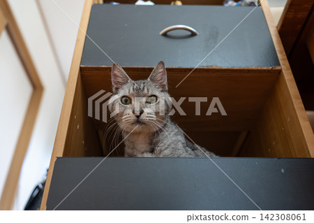 Cat in a storage box (mackerel tabby cat) Cat in a storage box (mackerel tabby cat) 142308061