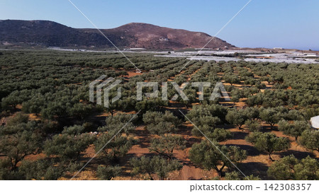 Olive groves creating a patterned agricultural landscape against mountains and distant greenhouses on a sunny day Olive groves creating a patterned agricultural landscape against mountains and distant greenhouses on a sunny day 142308357