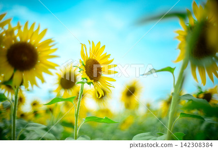 仲夏向日葵 仲夏向日葵 142308384