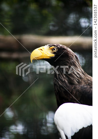 The Eagle at the Zoo 142308537