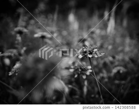 A single flower stands out in a field of blossoms. A single flower stands out in a field of blossoms. 142308588