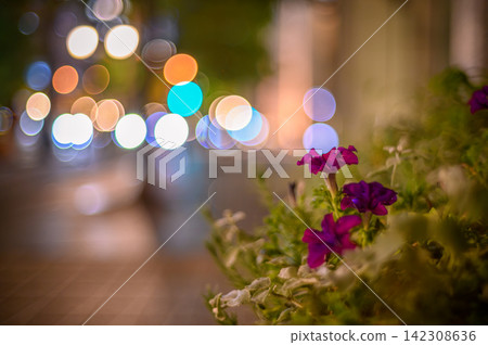 Petunias blooming under the city lights Petunias blooming under the city lights 142308636