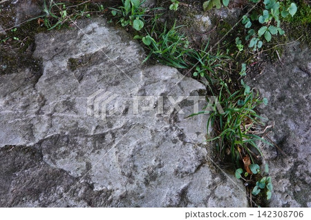 Green plants growing through gray rock texture Green plants growing through gray rock texture 142308706