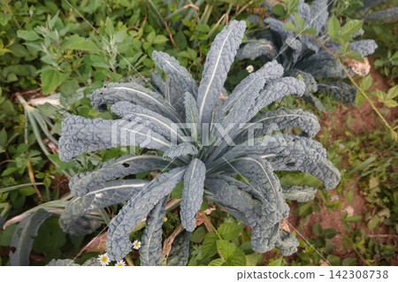 Cavolo nero kale plant growing in an organic garden, showing healthy dark green wrinkled leaves ready for harvest Cavolo nero kale plant growing in an organic garden, showing healthy dark green wrinkled leaves ready for harvest 142308738