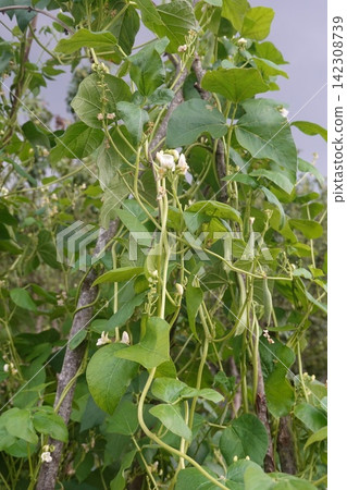 Bean plant growing in garden with green leaves, winding vines, and white blossoms on a sunny day Bean plant growing in garden with green leaves, winding vines, and white blossoms on a sunny day 142308739