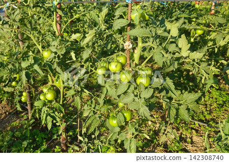 Green tomatoes hanging on a plant, cultivating organic vegetables in a garden, producing fresh food on a farm Green tomatoes hanging on a plant, cultivating organic vegetables in a garden, producing fresh food on a farm 142308740