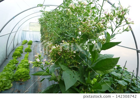 Cultivating fresh lettuce, tobacco plants, and vegetables growing inside a modern polytunnel greenhouse structure Cultivating fresh lettuce, tobacco plants, and vegetables growing inside a modern polytunnel greenhouse structure 142308742