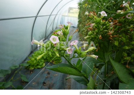 Tobacco plant flowering in greenhouse, growing nicotiana tabacum with pink blossoms for agricultural cultivation Tobacco plant flowering in greenhouse, growing nicotiana tabacum with pink blossoms for agricultural cultivation 142308743