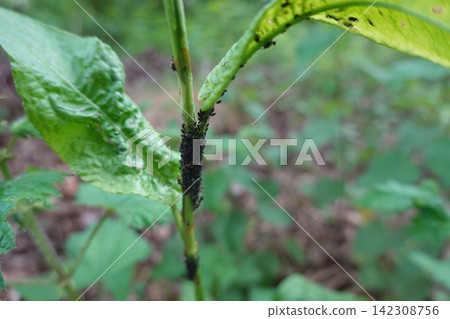 the background image of the green leaves the background image of the green leaves 142308756
