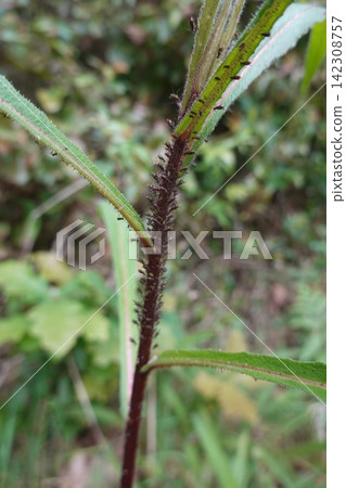 the background image of the green leaves the background image of the green leaves 142308757